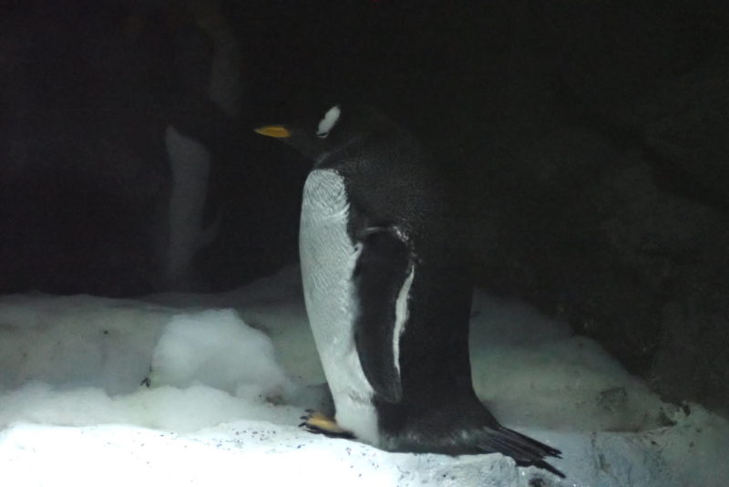 夜の海遊館 ペンギン